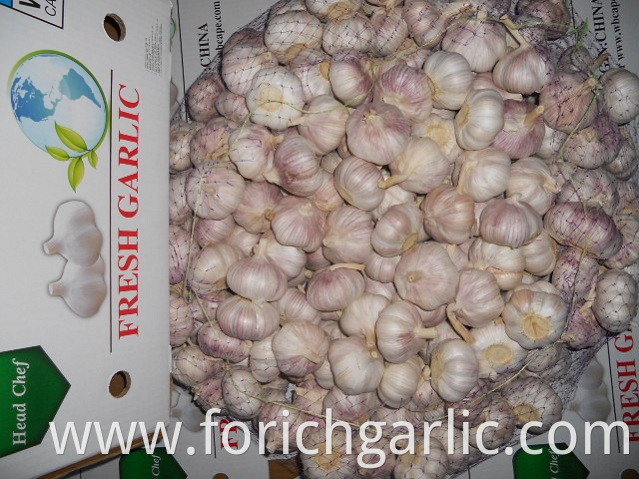 Normal White Garlic